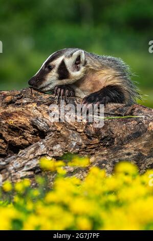 North American Badger (Taxidea taxus) Sniffs Along Top of Log Claws Exposed Summer - captive animal Stock Photo