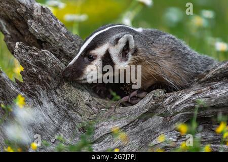 North American Badger (Taxidea taxus) Noses at Log Summer - captive animal Stock Photo