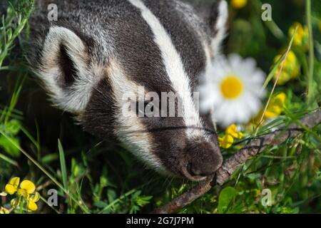 North American Badger (Taxidea taxus) Head Next to Flower Summer - captive animal Stock Photo