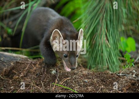 American Pine Marten (Martes americana) Steps Forward from Pine Boughs Summer - captive animal Stock Photo