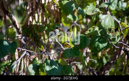 Tiny hummingbird rests in a tree Stock Photo - Alamy