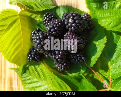Blackberry lying on green leaves on wooden background top view Stock Photo