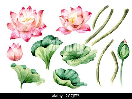 Pink Lotus flowers and green leaves set. Hand drawn botanical watercolor illustration isolated on white background Stock Photo