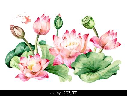 Pink Lotus flowers with green leaves. Hand drawn botanical watercolor illustration isolated on white background Stock Photo