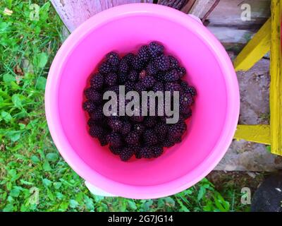 Blackberries in a pink bucket on a background of greenery top view Stock Photo