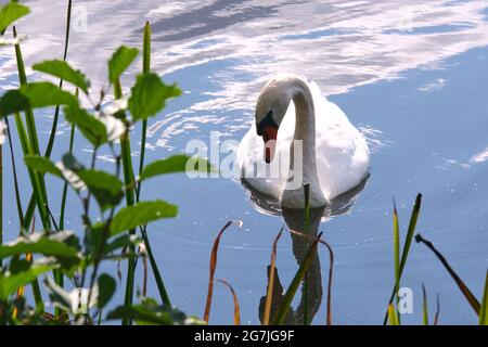 White swan bowed its head on a blue pond against a background of bushes leaves Stock Photo