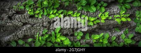 panorama with plants on the bark of the tree Stock Photo