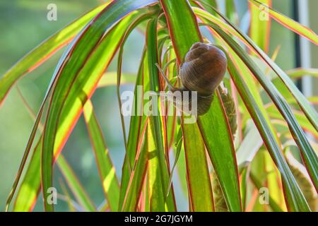 One snail crawling on dracaena leaves Stock Photo