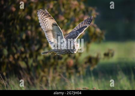 Flying owl on a hunt during sunset, hunting long-eared owl, Asio otus predator, avian hunter, raptor bird Stock Photo