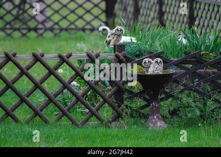 Cute owl chicks staring with big brigt eyes, three funny long-eared owls sitting on tree, wild Asio Otus, hungry owl babies posing Stock Photo