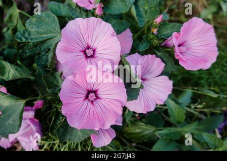 rose mallow Lavatera trimestris also known as tree mallow annual mallow,  royal mallow and regal mallow. Growing in a garden Southern California USA Stock Photo