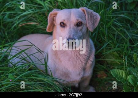 White dog in green grass Stock Photo