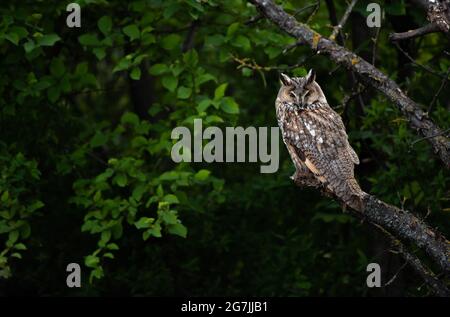 Funny Long-eared owl sitting on tree branch, majestic owl portrait , focused Asio Otus Stock Photo