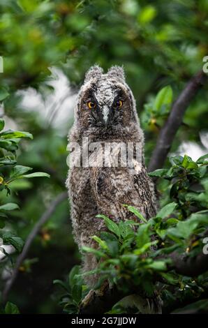 Owl chick portrait, cute long-eared owl sitting on tree and hiding, owl baby staring with big brigt eyes, wild Asio Otus, hungry owl posing, young Stock Photo