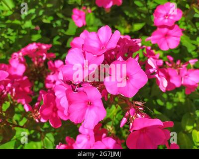 Cayenne jasmine purple flowers Stock Photo