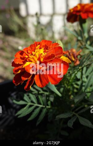Orange Marigold flower in a California garden growing in a pot Stock Photo