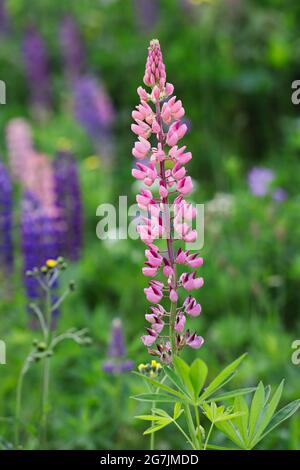 Pinky Lupin Flowering Plant on a Meadow. Colorful Lupinus Polyphyllus in Czech Nature. Stock Photo