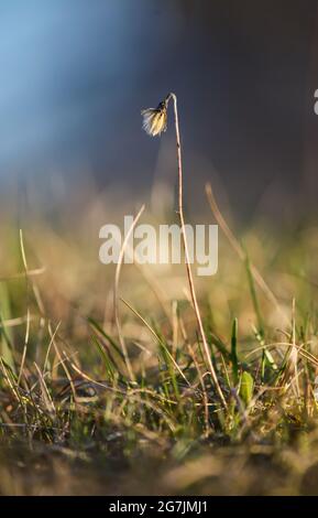 Dry grass in summer field. Detail of nature. Stock Photo