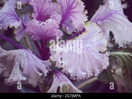 Purple decorative cabbage in the garden with water drops. Stock Photo