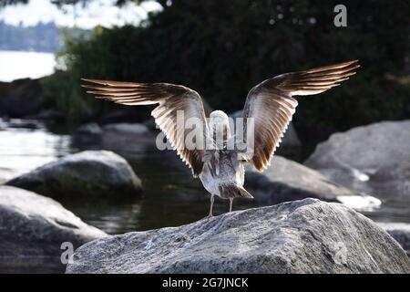 Closeup back view of seagull standing on the rock spreading its wings. Lake Washington, Kirkland, Washington state, Pacific Northwest, USA Stock Photo