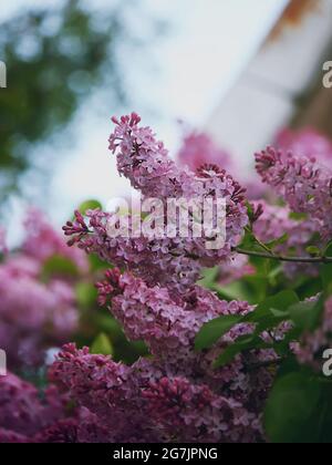 Purple lillac flowers on the tree branches close up Stock Photo