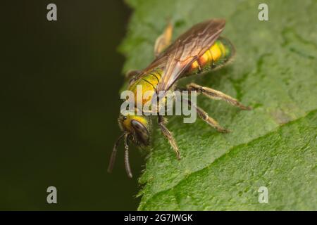 Pure Green Sweat Bee (Augochlora pura) Stock Photo