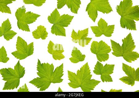 Set of green currant leaves isolated on white background. Natural eco pattern. Leaves for aromatic tea. A plant for use in medicine and cosmetology Stock Photo