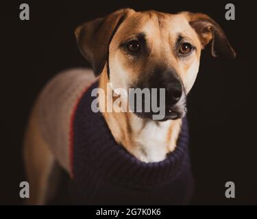 Portrait of a domestic Black Mouth Cur in a sweater Stock Photo