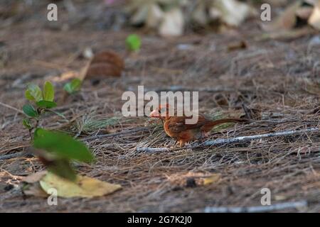 Foraging juvenile male red cardinal Cardinalis cardinalis bird as it looks for food on the ground in Naples, Florida. Stock Photo