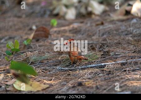 Foraging juvenile male red cardinal Cardinalis cardinalis bird as it looks for food on the ground in Naples, Florida. Stock Photo