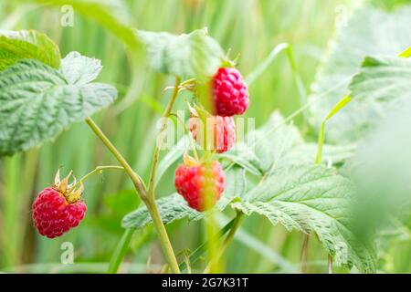 Close-up of the bush branch with red ripe raspberries in the fruit garden in summer season on green leaves background. Stock Photo