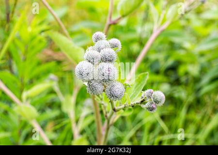 Green leaves and flowers of a wild greater burdock (Arctium lappa) in summer in the meadow. Stock Photo