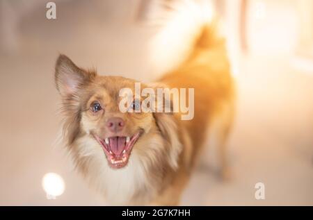 Chihuahua long brown hair dog looking at the camera for taking pictures, Cute Chihuahua dog and friendly with their owner. Stock Photo