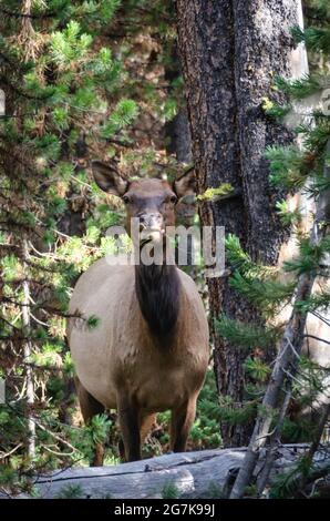 Female Cow Elk. Wild female cow elk in natural outdoor setting. Wildlife scene of Elk in natural habitat Stock Photo