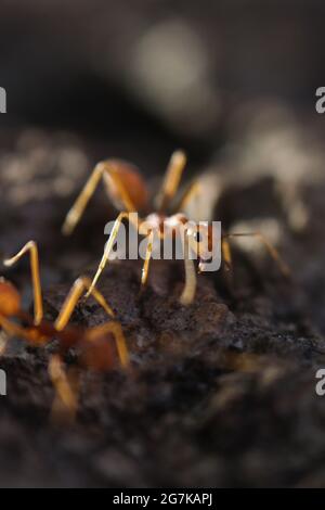 Macro photography of Ant. Stock Photo