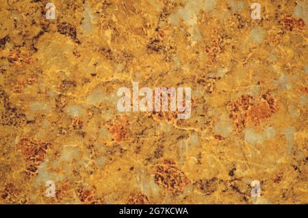 Golden marble with small inclusions of white and gray, close-up of polished Plao surface of natural stone. Background, pattern, texture. Stock Photo