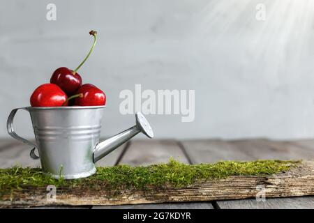 Sweet cherry berries in metal watering can container on wooden background table, concrete gray wall. Freshness, summer composition. Eco, bio farm food Stock Photo