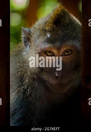 Balinese long-tailed monkeys in Bali Indonesia Stock Photo