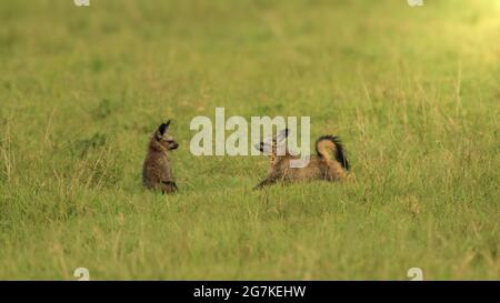 Bat eared fox kits having a play session in the summer Stock Photo