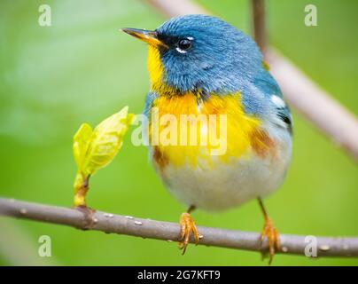 Northern Parula are small wood-warblers with a short tail and a thin, pointy bill Stock Photo