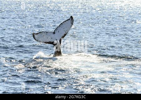 Whale tail in the ocean while the sun shines on the water Stock Photo