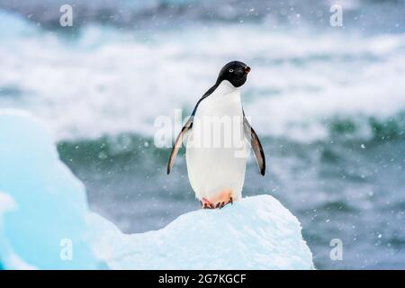An Adelie Penguin on an iceberg in Antarctica Stock Photo