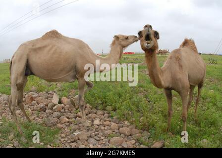 The Camel, also known as the Dromedary, is a large mammal native to ...