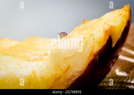 Fruit fly sucking juice from the slice of an apple. Fruit flies can transfer germs from a dirty surface onto a clean one which cause food poisoning. Stock Photo
