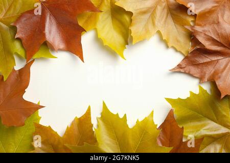 Autumn composition. Frame made of autumn fallen maple leaves on white background. Flat lay, top view, copy space Stock Photo