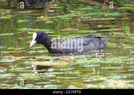 An adult Eurasian coot (Fulica atra) swimming and feeding in a freshwater pond in the middle of July. Stock Photo