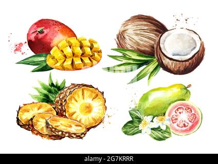 Tropical fruits set. Mango, coconut, guava, pineapple. Watercolor hand drawn illustration  isolated on white background Stock Photo