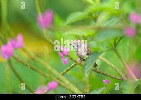 Bird with pink flower. Hummingbirds Brown Violet-ear, flying next to beautiful violet bloom, nice flowered green background. Birds in the nature habit Stock Photo