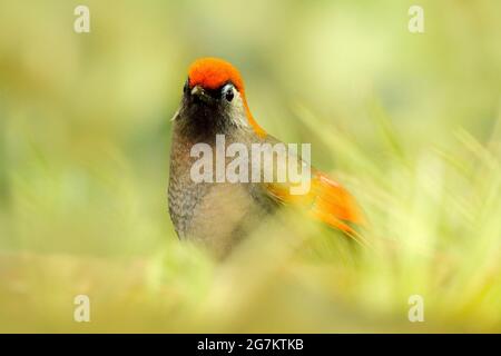 Red and grey songbird Red-tailed Laughingthrush, Garrulax milnei. Bird sitting on the rock with dark background, China. Wildlife scene from Asia natur Stock Photo