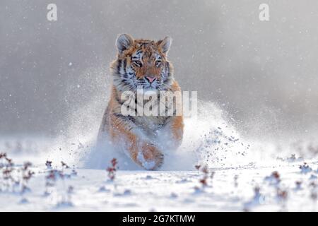 Tiger in wild winter nature, running in the snow. Siberian tiger, Panthera tigris altaica. Snowflakes with wild cat. Action wildlife scene with danger Stock Photo